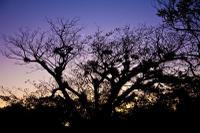 CHICHEN ITZA EVENING